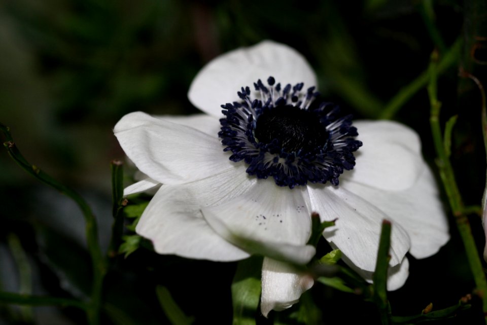 Flower Plant Flora Wildflower