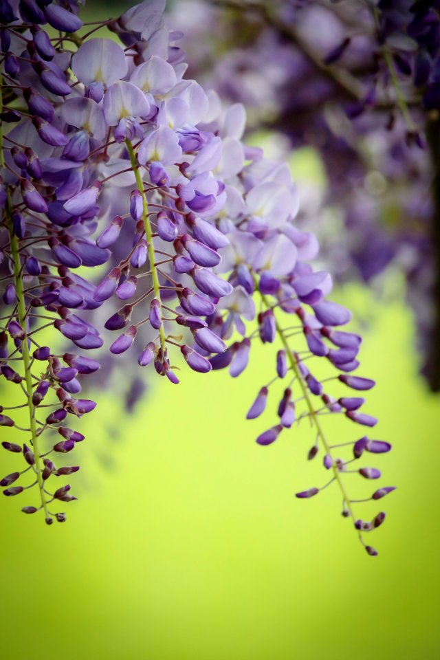 Flower Lilac Purple Flora