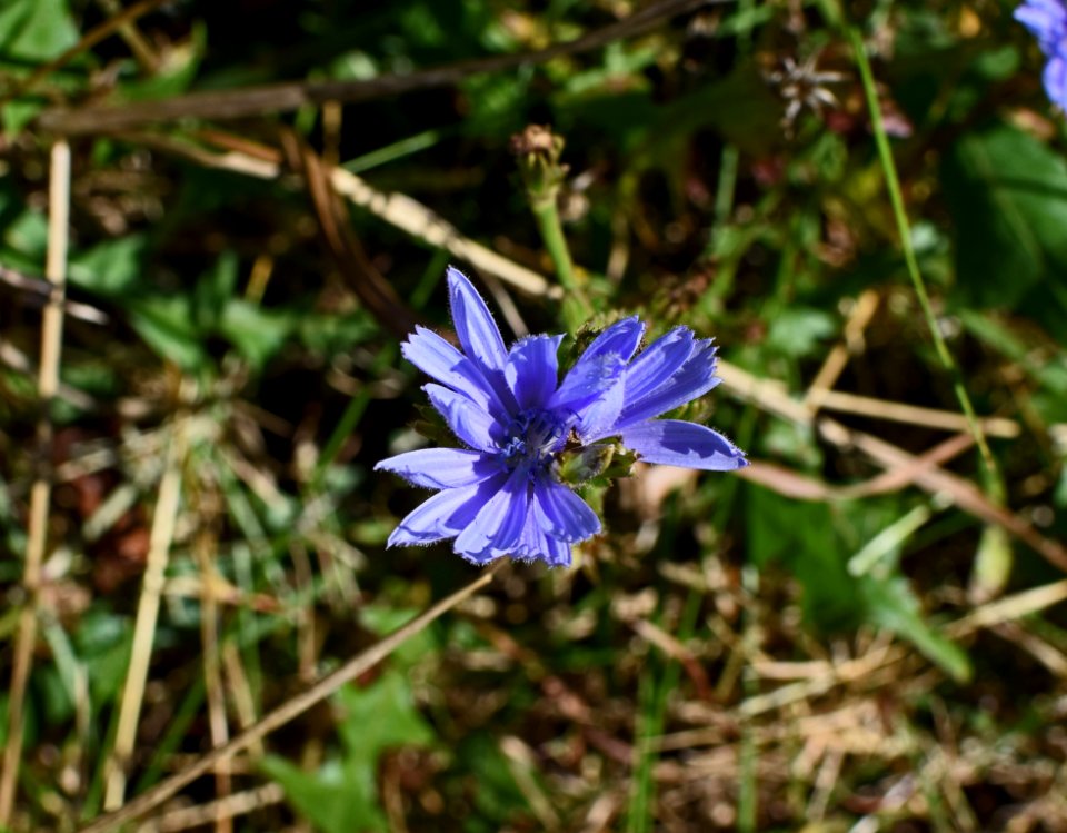Plant Flora Flower Chicory