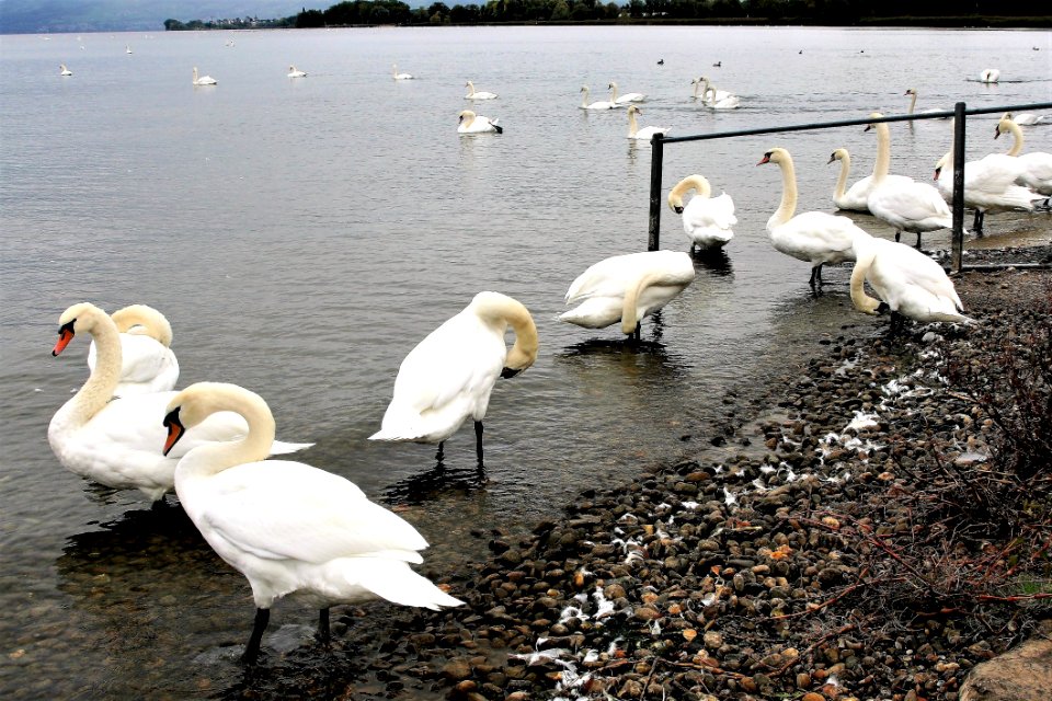 Bird Swan Water Bird Ducks Geese And Swans