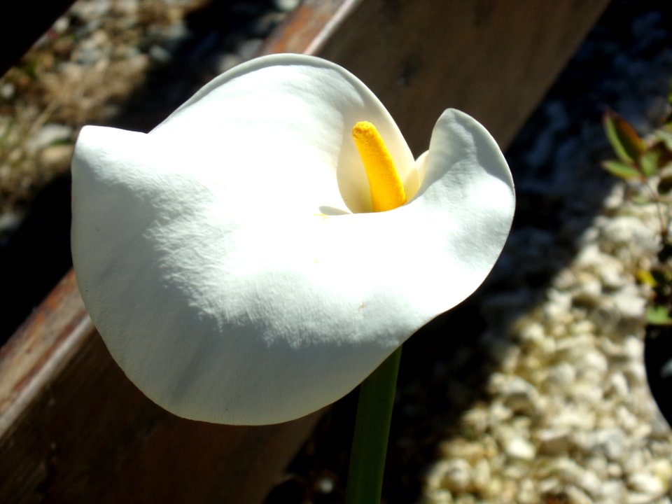 Flower Plant Flora Arum