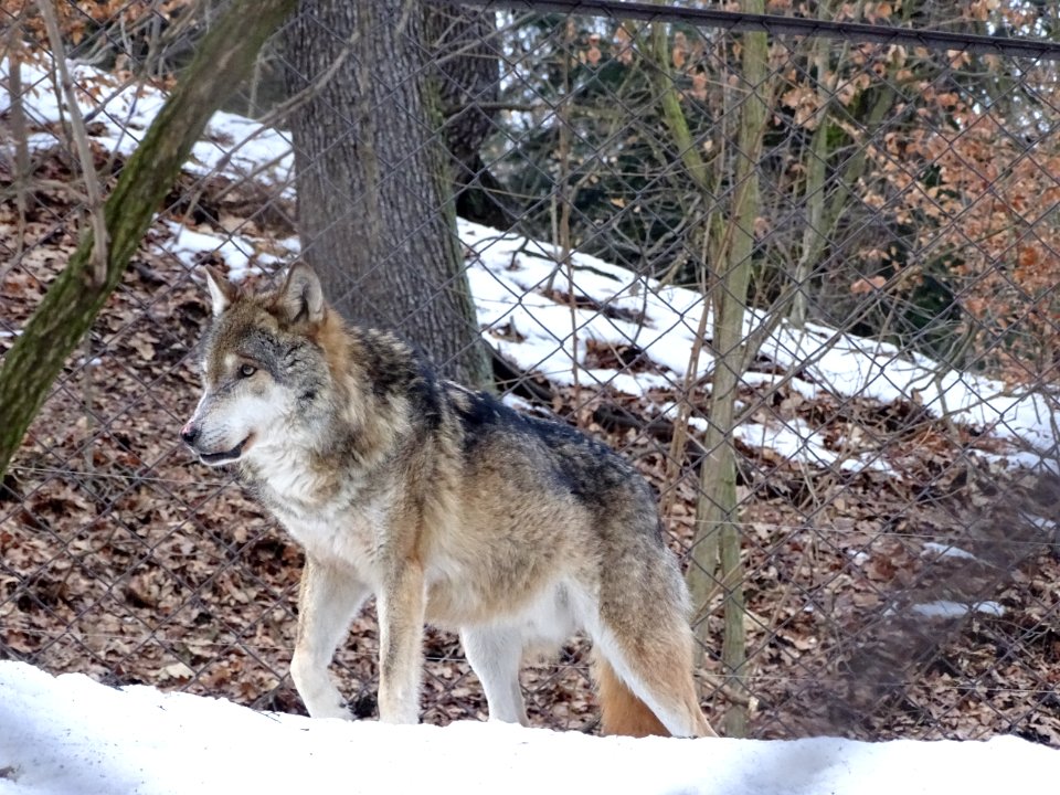Wildlife Mammal Dog Like Mammal Fauna