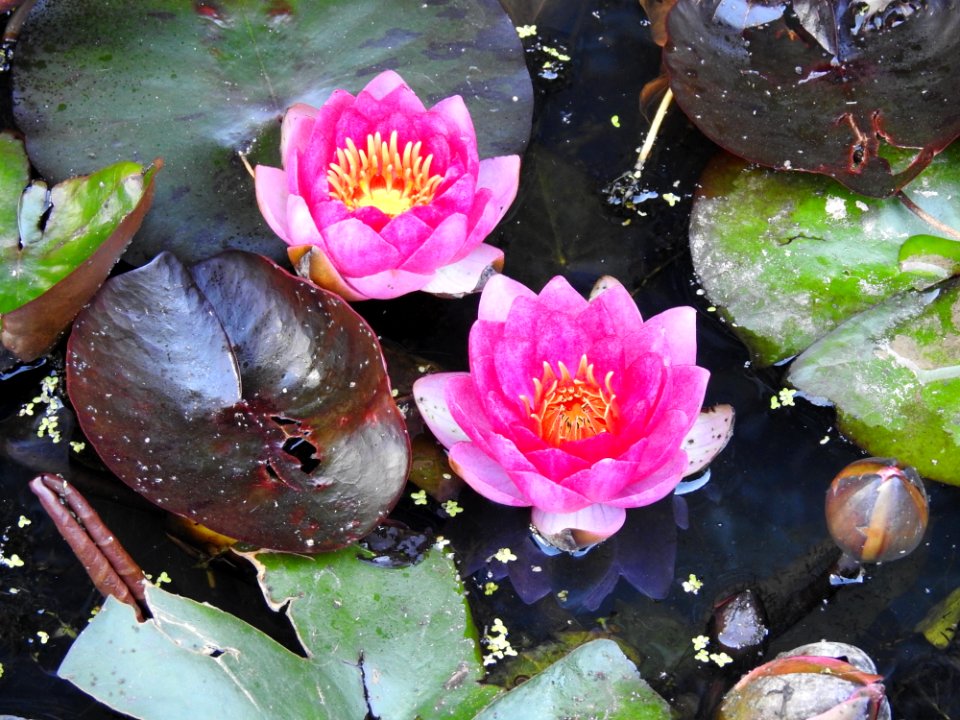 Flower Plant Flora Water