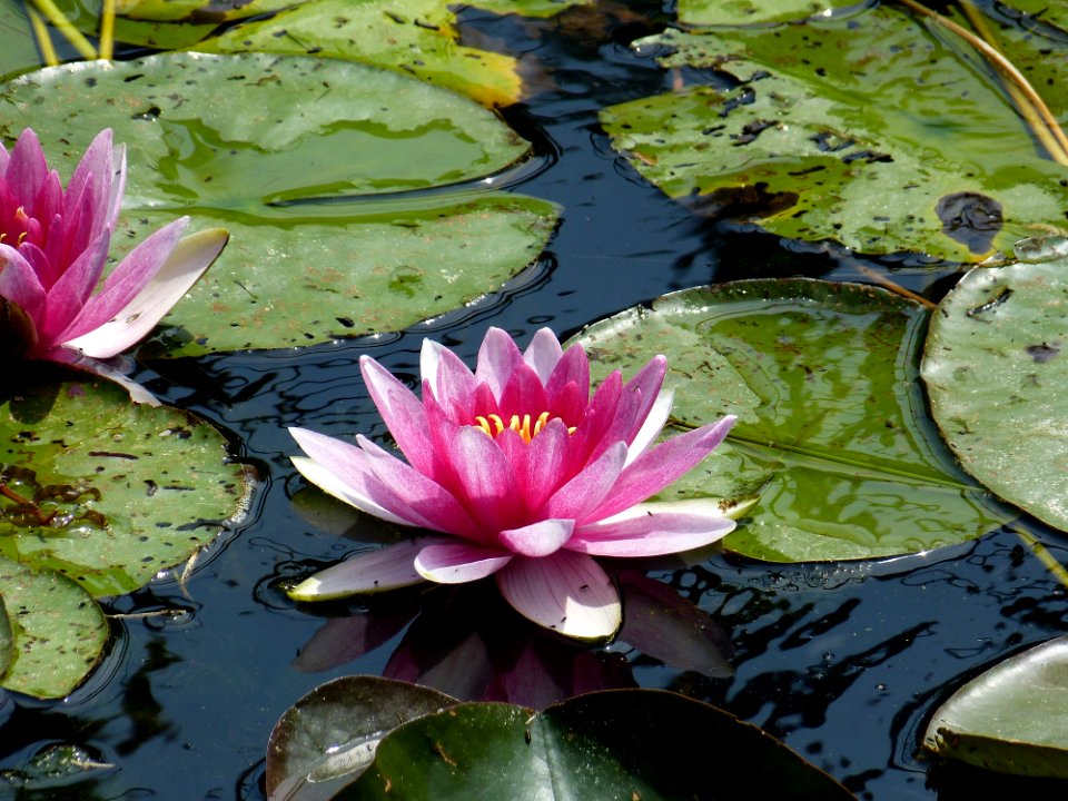 Flower Plant Flora Water