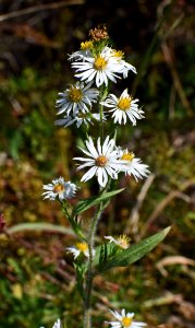 Flower Plant Flora Aster