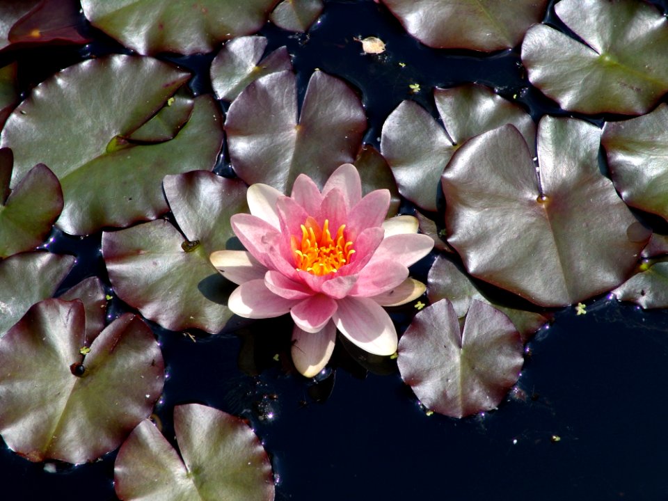 Flower Plant Flora Leaf