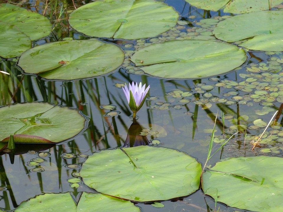 Vegetation vitória régia aquatic plant