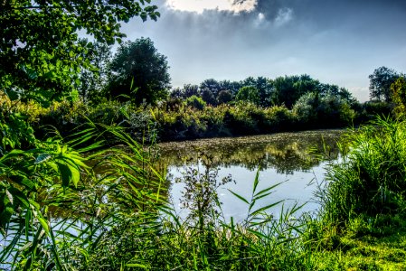Vegetation Nature Water Reflection