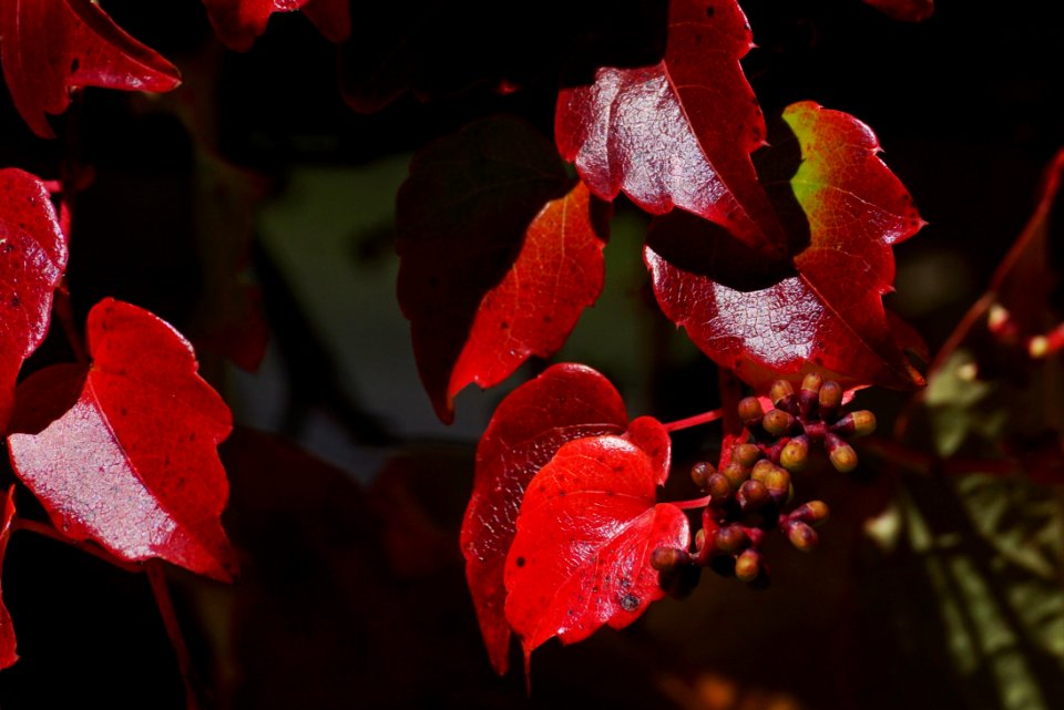 Red Flora Leaf Autumn