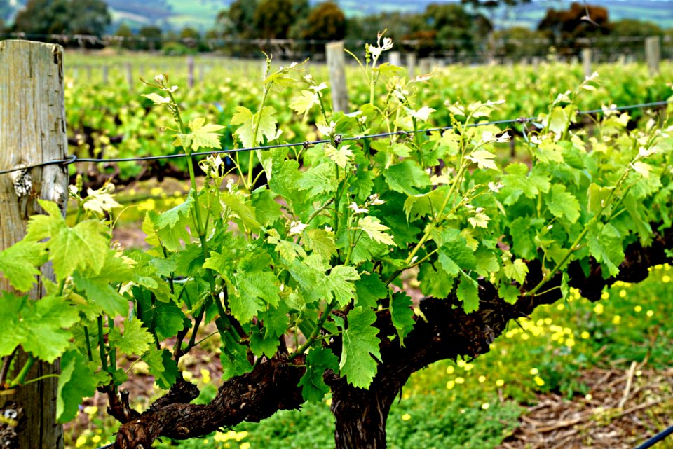 Agriculture Vineyard Grapevine Family Plant