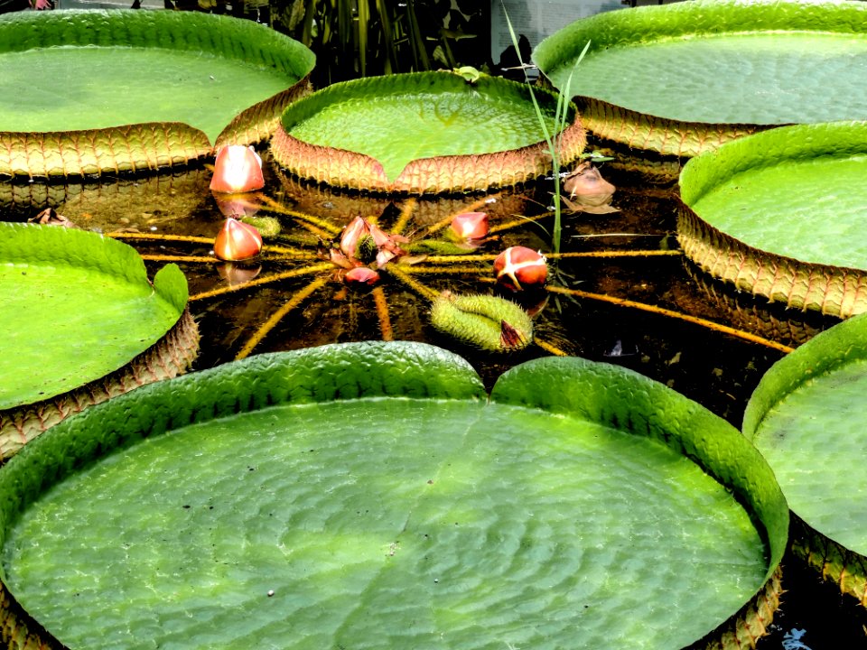 Water Green Leaf Plant