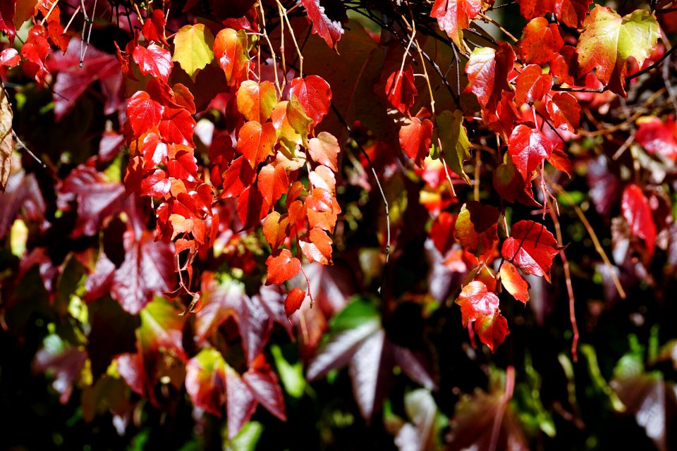 Flora Leaf Plant Autumn