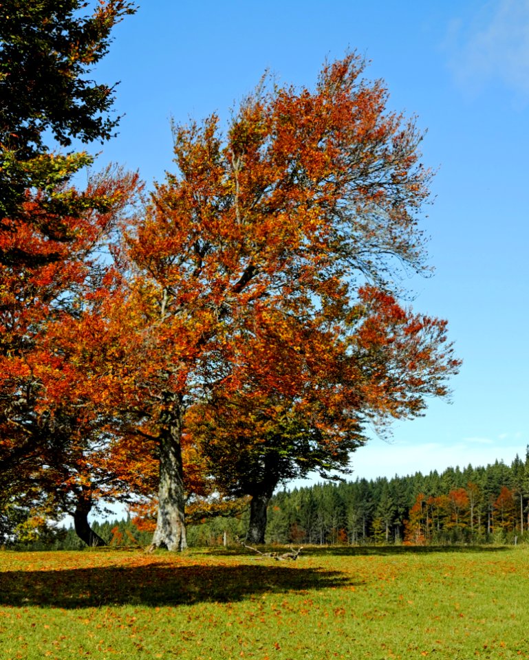Tree Leaf Nature Autumn