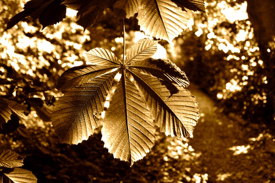 Leaf Tree Sunlight Autumn
