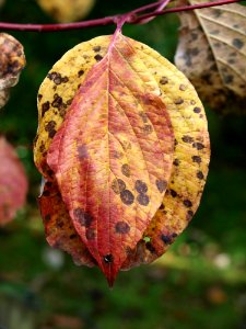 Leaf Flora Autumn Deciduous
