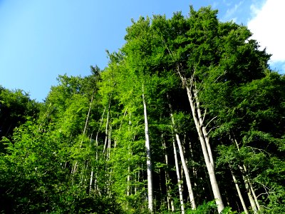 Vegetation Tree Nature Ecosystem photo