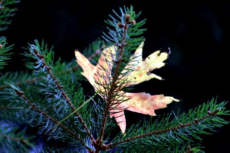 Pine Family Spruce Conifer Tree photo