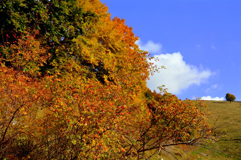 Leaf Nature Autumn Tree