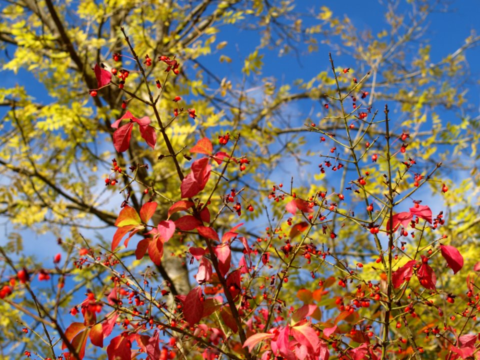 Tree Blossom Spring Branch
