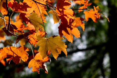 Leaf Autumn Maple Leaf Branch photo