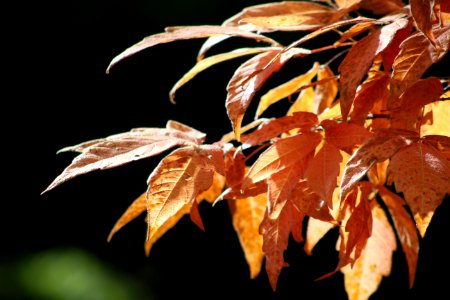 Leaf Deciduous Autumn Close Up photo