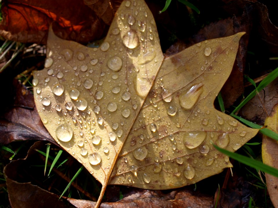 Leaf Flora Plant Autumn