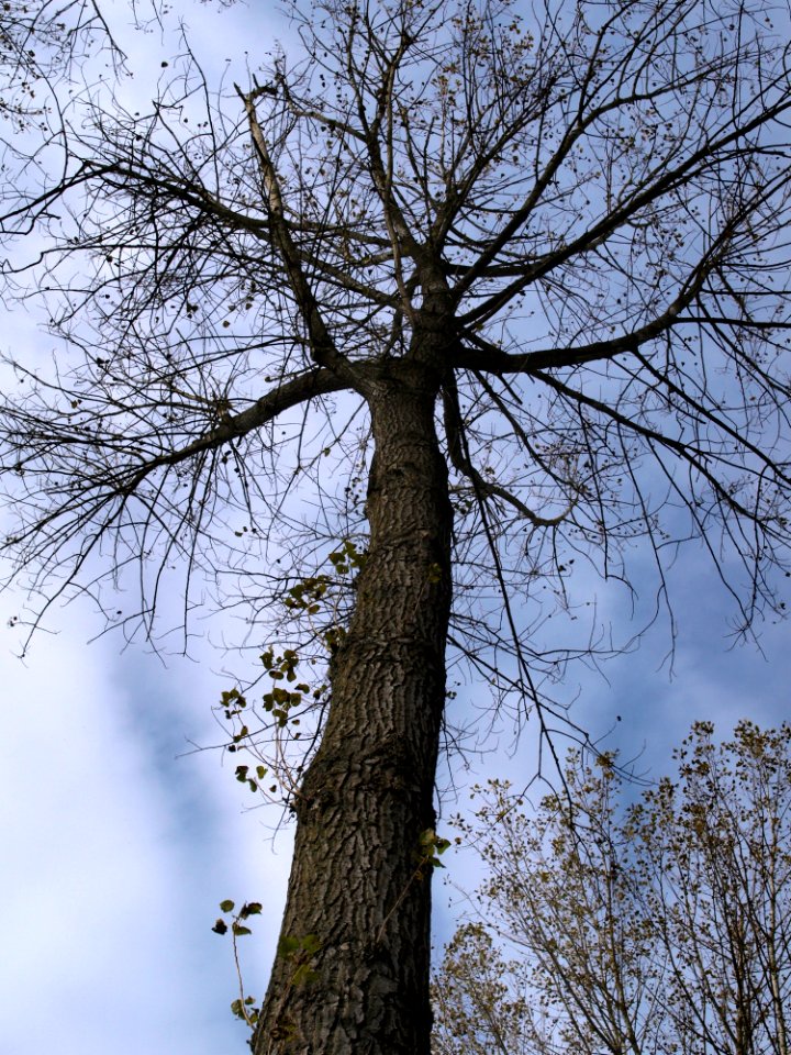Tree Branch Woody Plant Sky