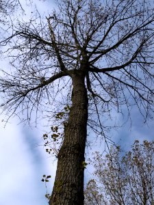 Tree Branch Woody Plant Sky