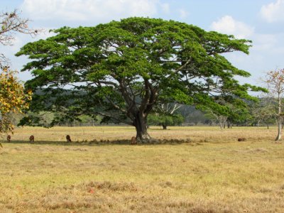 Tree Savanna Ecosystem Vegetation photo