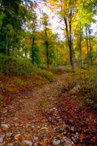 Leaf Nature Woodland Path photo