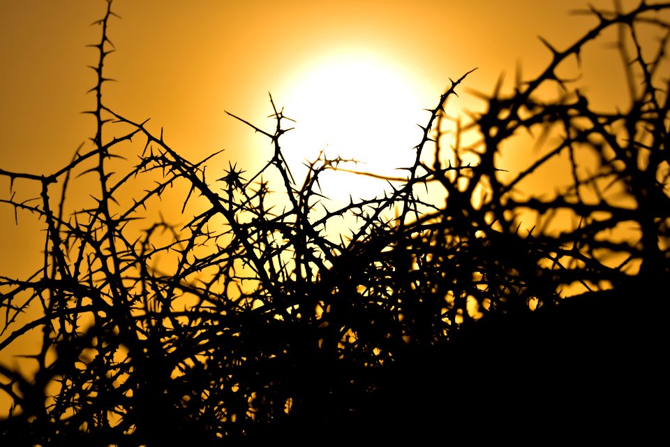 Sky Branch Sun Tree photo