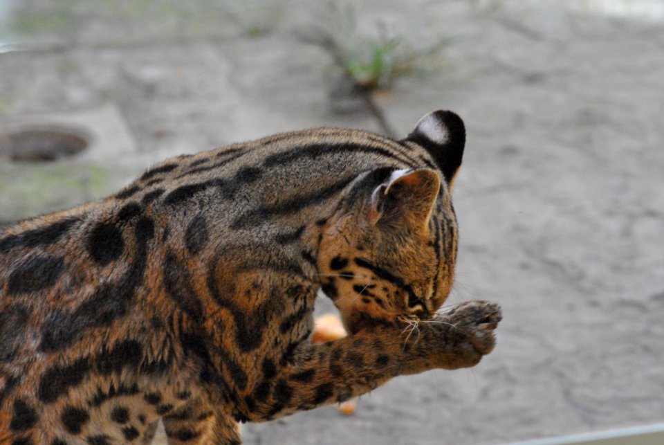 Wildlife Fauna Terrestrial Animal Whiskers