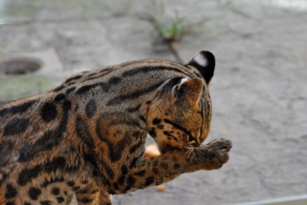 Wildlife Fauna Terrestrial Animal Whiskers
