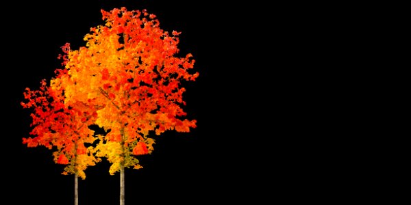 Orange Tree Branch Maple Tree