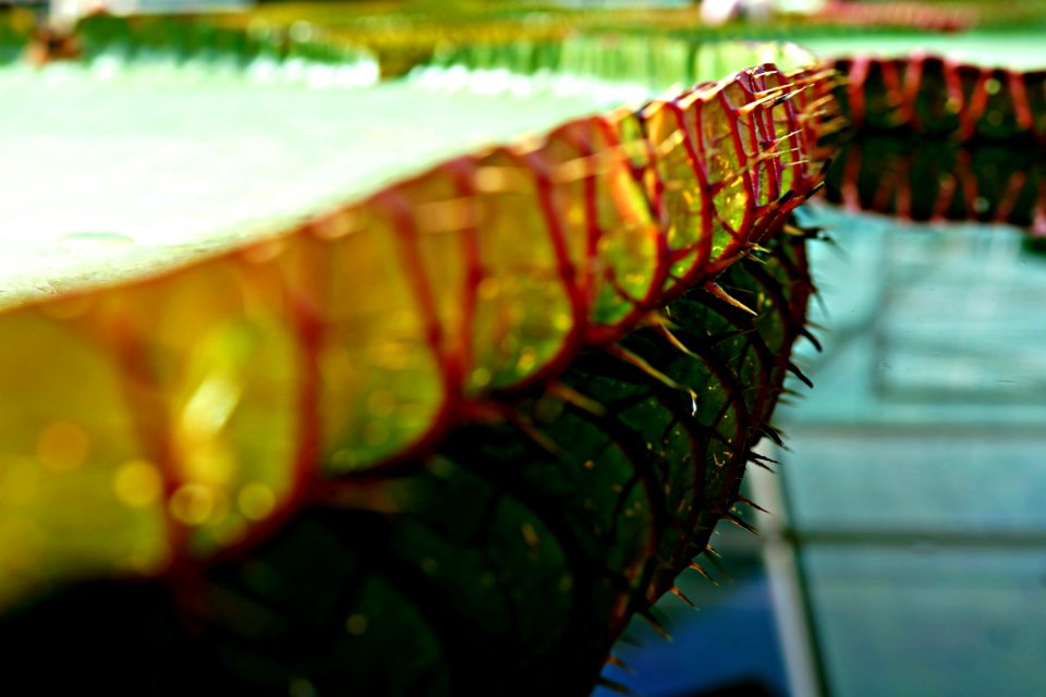 Green Leaf Close Up Macro Photography