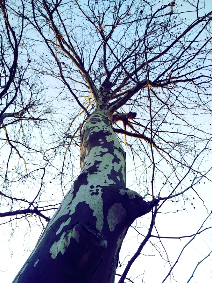Tree Branch Woody Plant Leaf