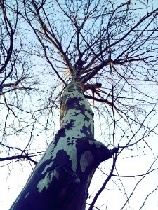 Tree Branch Woody Plant Leaf photo