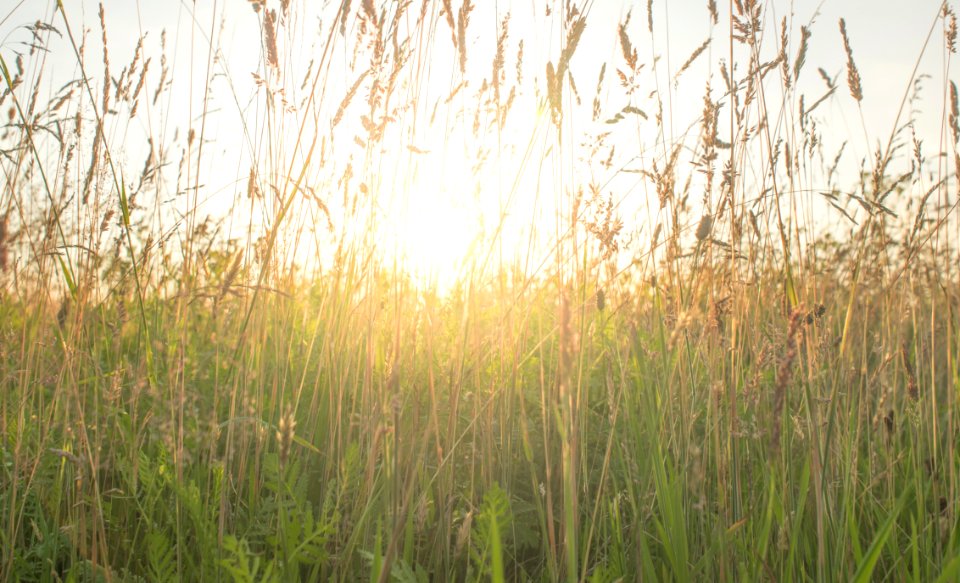Grass Ecosystem Phragmites Prairie