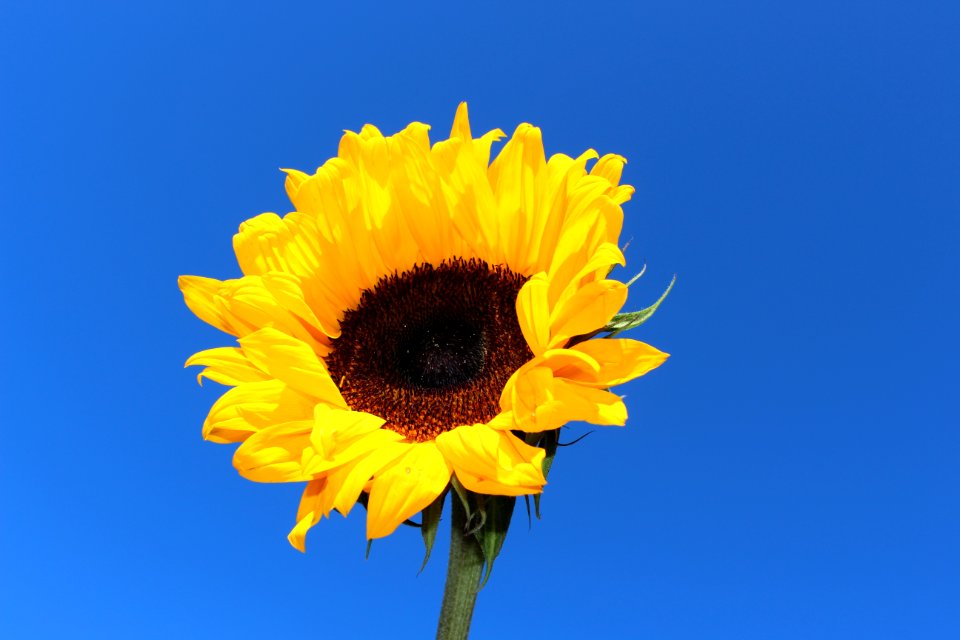Flower Sunflower Yellow Sky