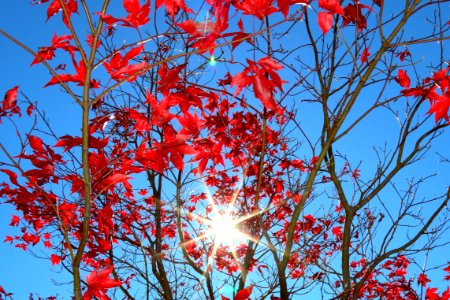 Red Sky Branch Flora photo