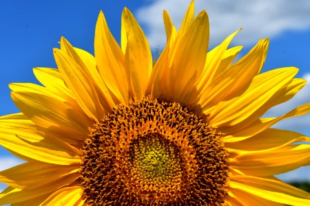Sunflower Flower Yellow Sky