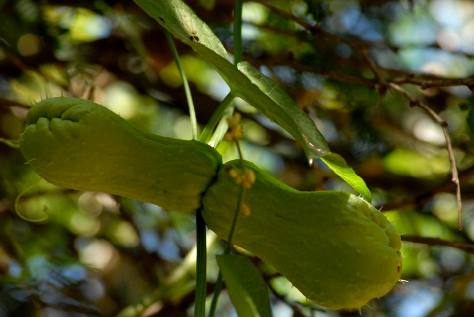 Leaf Vegetation Plant Branch