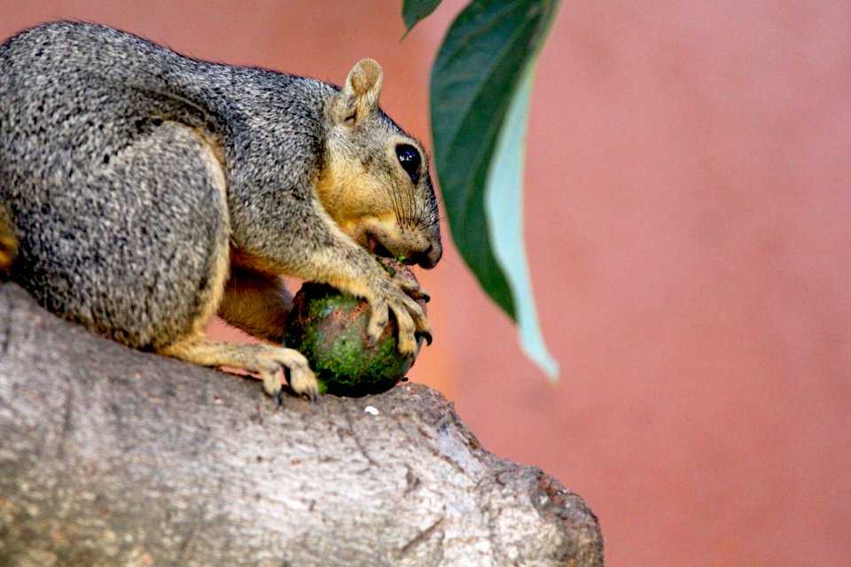 Mammal Fauna Squirrel Fox Squirrel