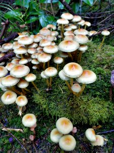 Fungus Mushroom Edible Mushroom Medicinal Mushroom photo