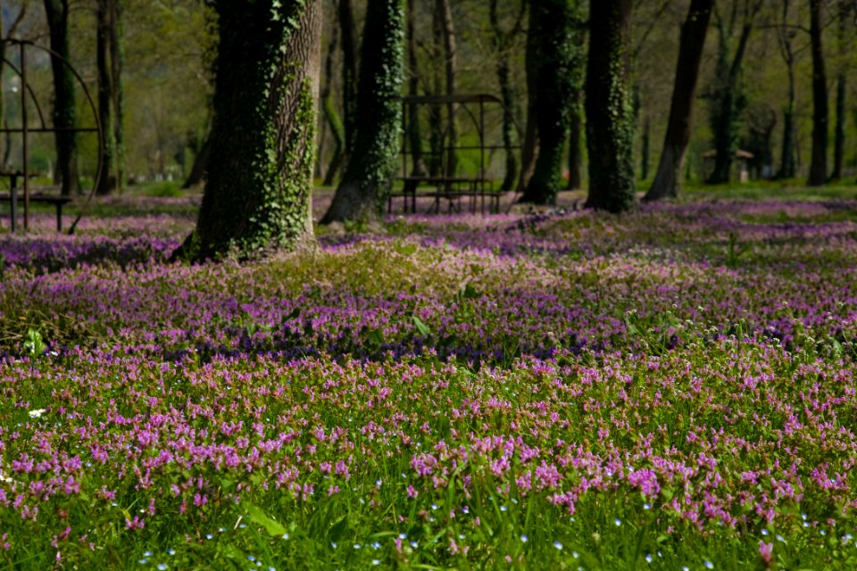 Flower Woodland Ecosystem Plant