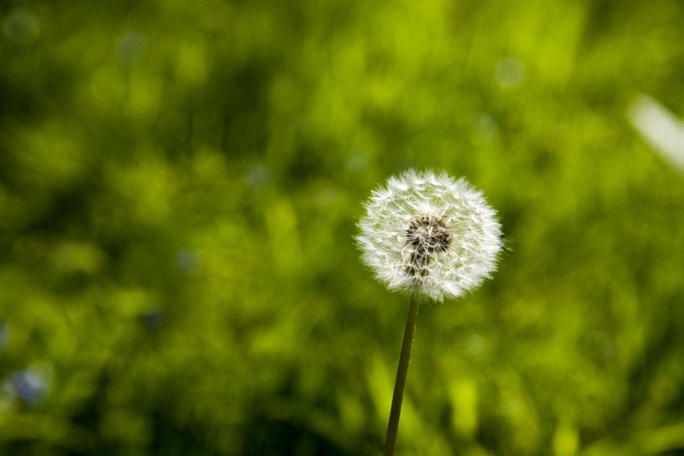Flower Dandelion Close Up Flora