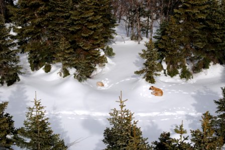 Snow Winter Tree Reflection