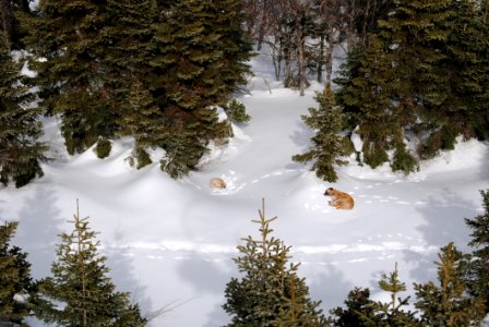 Snow Winter Tree Reflection photo