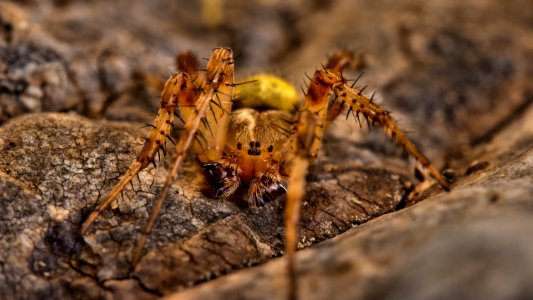 Insect Invertebrate Spider Macro Photography