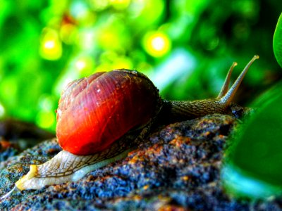 Snails And Slugs Snail Molluscs Close Up